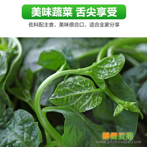 木耳菜